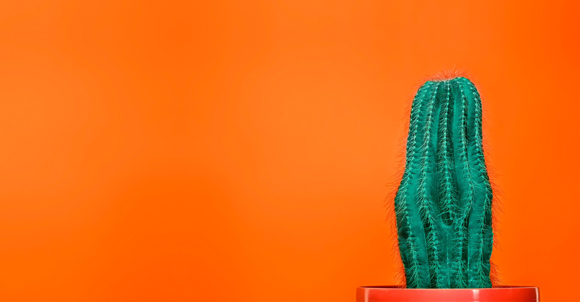 A beautiful cactus on an orange background. This imagery reflects the messaging that SEO is still largely the wild west online.